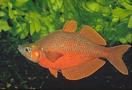 red-rainbow-fish